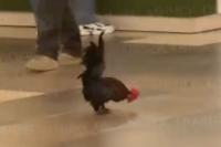 A live rooster mysteriously appeared in the lobby of Minsk's Dana Mall VIDEO