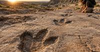 4 Giant T rex Footprints Found in North Dakota May Reveal How the Dinosaur Walked
