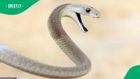 South Africans spooked as black mamba slithers into water tank