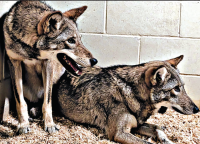 Alabama Gulf Coast Zoo Harvest Moon Fest Sept. 26