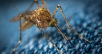 Dengue‑carrying mosquitoes expand their reach into new territories – including Florida