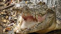 VIDEO: Crocodile attacks and kills handler in front of visitors at wildlife park