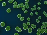 Bacteria in the airways may shape health risks from air pollution