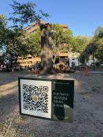Update on cracked Dupont Circle Tree, ‘The Old Oak of Dupont’, “The tree is still alive, and to protect it’s remaining bark, notes and memories are being diverted online!”