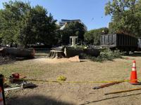 JUST IN: So, uh, about the “Giving Tree” in Dupont Circle, Welp. D’oh. Done :(