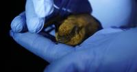 Weird science: Inside the high-tech, late-night stakeout to save North Carolina’s bats