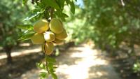 California almond shipments to India forecast to grow