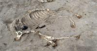 Remains of ancient warhorse given honorific burial discovered in Egypt