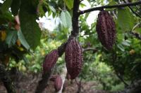 Cocoa Farmers Face a Bitter Twist as Heavy Rains Threaten Their Harvests