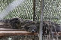 DENR cites public role after turnover of rescued wildlife in Cotabato
