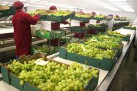 Peruvian table grape exports approach $800 million in first half of 2026