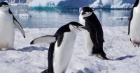 Greenland and Antartica lost staggering amount of ice last 50 years
