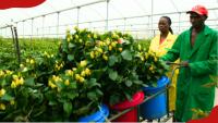 Nairobi to host Eastern Africa horticulture stakeholders for talks on border delays, trade barriers