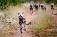 Three Wild Dogs Made a Record-Breaking Trek Across Zambia, Traveling More Than 2,500 Miles in Search of Mates