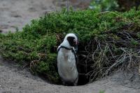 Stop sardine fishing, warn conservationists