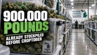 Michigan Marijuana Sales Drop 8.5% — Nearly 900,000 Pounds Already Stockpiled Before Croptober