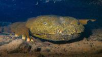 Scientists to discuss New York hellbender recovery efforts