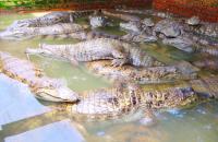 Chiayi touts aquaculture, including crocodile meat