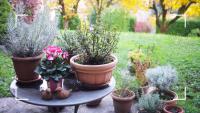 Expert urges gardeners to do one simple task now to refresh container plants – to keep them 'looking their best' in autumn