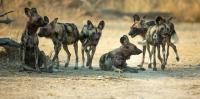 3 African wild dogs travelled over 4,000km to find mates – why that’s good news for the endangered species
