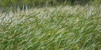 Climate change is making it easier for invasive species to succeed