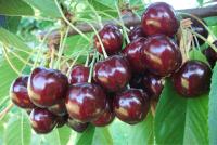 Canada scores major PVR win over Staccato cherry trees 