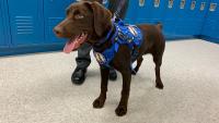 Maine comfort dog handler not responsible for dog’s death, judge rules