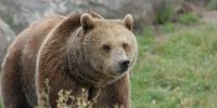 Severely injured hunter drives himself home after surviving fierce Montana grizzly attack