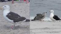 Bamboo skewer safely removed from a bird’s cloaca in New York