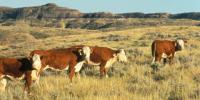 Anthrax Confirmed in Western South Dakota Cattle Herd