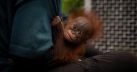 Orangutans rescued from Indonesia’s devastating wildfires
