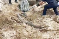 ‘Giant snake’ captured at Coloane construction site: police