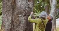 Oregon white oaks once covered the landscape. Students are planting acorns to bring them back