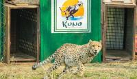Project Cheetah Marks Four Years: India’s Population Stands At 52