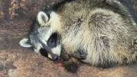 Drunken raccoon found cozied up in Des Moines brewery's dumpster