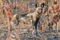 ‘A good way to die’: triumph and tragedy among dispersing African wild dogs