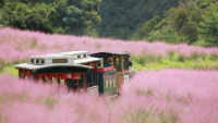 Swathes of blooming pink muhly grass enchant tourists in Guizhou