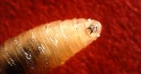 New world screwworm puts Florida horse and livestock owners on alert