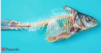 Canadian researchers turn fish bones and guts into eco-friendly, biodegradable plastic: ‘All you need is 1 gram of fish oil…’