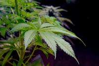 Cannabis continues to generate substantive revenues for California