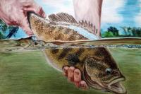 Turn Fish Research Into Art With The 2027 Fish Art Contest