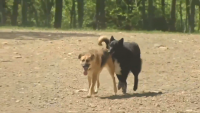 Illinois health officials report summer spike in rabies exposures, calls