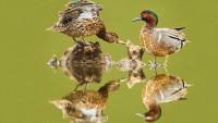 Teal The Excitement! Maryland’s 10-Day Teal Hunting Season Starts Tomorrow