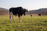 Spanberger declares state of emergency as drought strains Virginia farmers