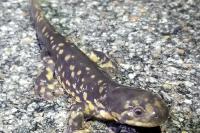 Watch For Reptiles And Amphibians On Wisconsin's Roads This Fall