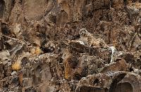 Why Humans Need to Live with Snow Leopards