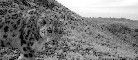 M24’s Strange Range: A Small Cat and a Big Question