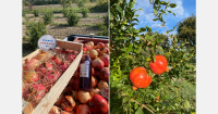 A promising harvest for French pomegranates and heightened ambitions in the fresh produce sector