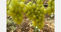 Greek grape season faces lower volumes after mildew losses