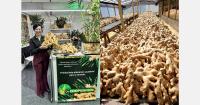 Brazil getting ready to export ginger to the EU under new phytosanitary requirements